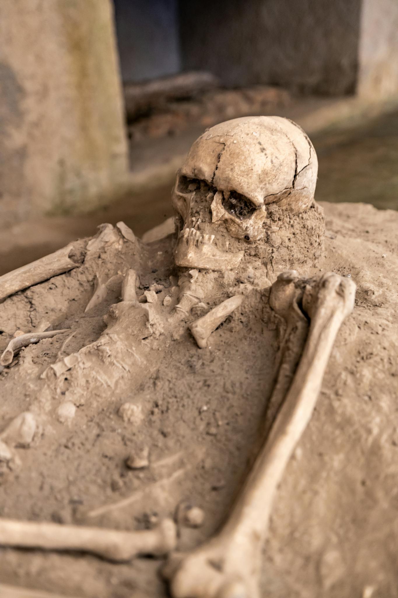 A detailed view of an ancient human skeleton excavated at an archaeological site, showcased indoors.